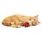 Show in main carousel: Huxley & Kent Flinger Ladybug Cat Toy, Red/Black, One Size slide 6 of 6