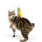 Show in main carousel: Huxley & Kent Wand Teaser Treatos Snacks Cat Toy, Orange/Yellow, One Size slide 5 of 7