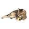 Show in main carousel: Huxley & Kent Flinger Bumble Bee Cat Toy, Yellow/Black, One Size slide 6 of 6