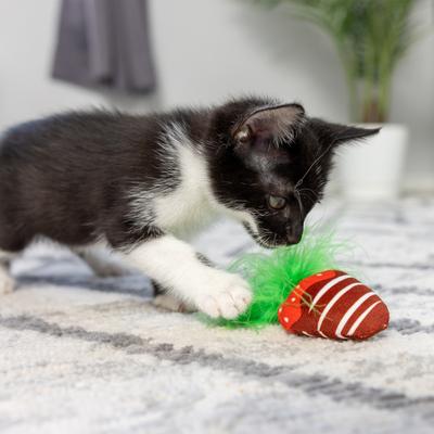 Show full view: Huxley & Kent Chocolate Strawberry Cat Toy, Green/Red/Brown, One Size slide 7 of 9