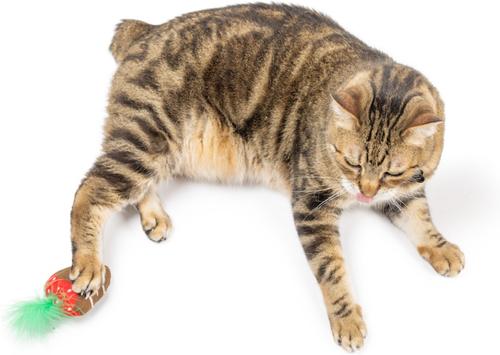 Show full view: Huxley & Kent Chocolate Strawberry Cat Toy, Green/Red/Brown, One Size slide 5 of 9