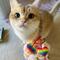 Show in main carousel: Huxley & Kent Pride Heart Strings Cat Toy, Multi, One Size slide 5 of 5