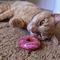 Show in main carousel: Huxley & Kent Strawberry Donut Cat Toy, Pink, One Size slide 5 of 6