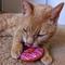 Show in main carousel: Huxley & Kent Strawberry Donut Cat Toy, Pink, One Size slide 6 of 6