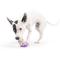 Show in main carousel: Huxley & Kent Tiny Tuff Polka Dot Party Hat Dog Toy, Purple/White/Multi, One Size slide 5 of 6