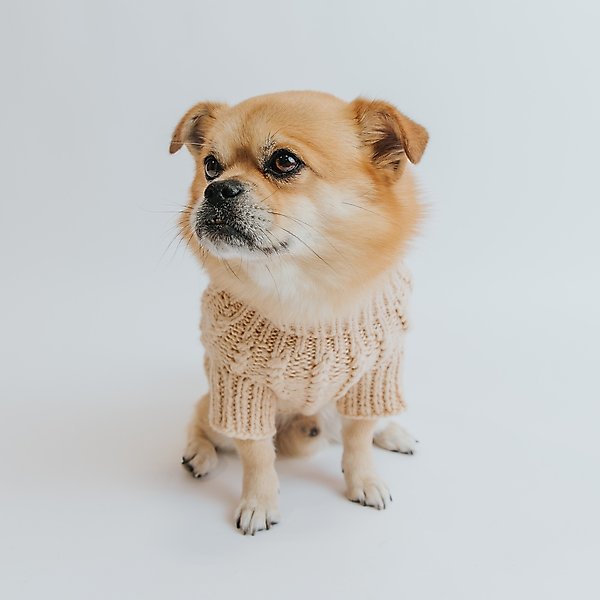 Show full view: Sassy Woof Cable Knit Dog Sweater, Beige, X-Large slide 7 of 8