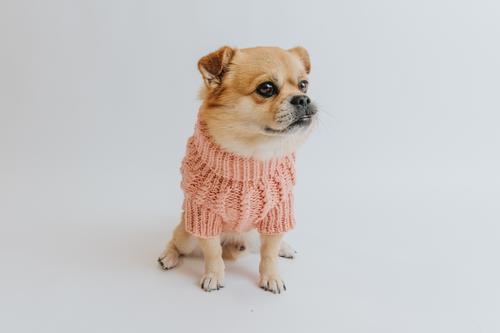 Show full view: Sassy Woof Cable Knit Dog Sweater, Pink, Small slide 7 of 9