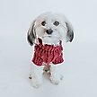 Show in main carousel: Sassy Woof Cable Knit Dog Sweater, Red, X-Large slide 6 of 8