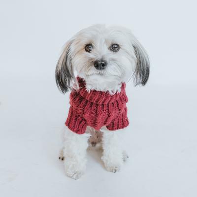 Show full view: Sassy Woof Cable Knit Dog Sweater, Red, XX-Large slide 6 of 9