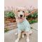 Show in main carousel: Sassy Woof Cable Knit Dog Sweater, Mint, XX-Large slide 8 of 9