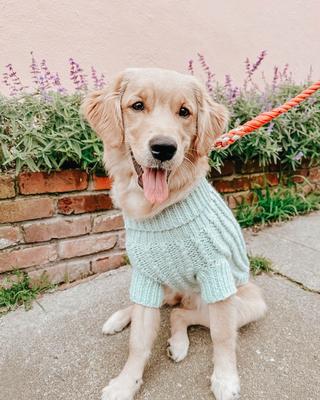 Show full view: Sassy Woof Cable Knit Dog Sweater, Mint, XX-Large slide 8 of 9
