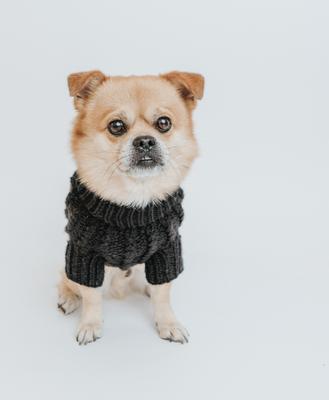 Show full view: Sassy Woof Cable Knit Dog Sweater, Black, XX-Large slide 7 of 9