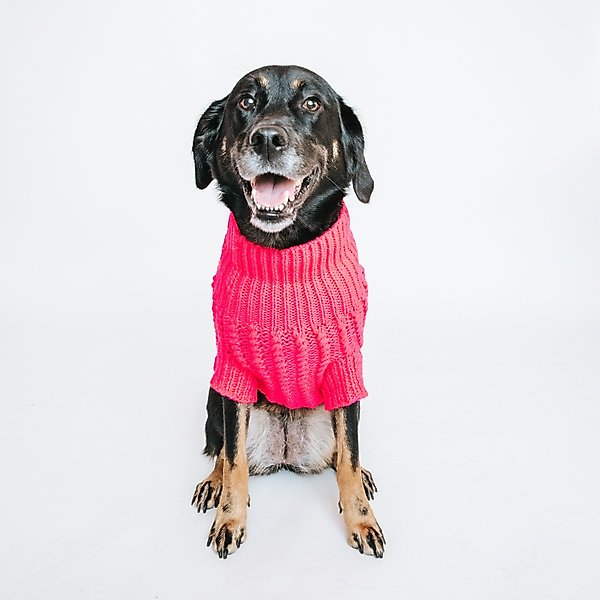 Show full view: Sassy Woof Cable Knit Dog Sweater, Hot Pink, XX-Large slide 7 of 7