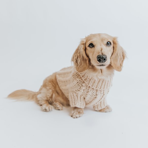 Show full view: Sassy Woof Cable Knit Dog Sweater, Beige, X-Large slide 6 of 8