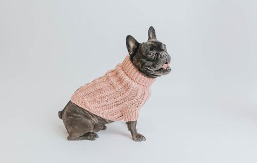 Show full view: Sassy Woof Cable Knit Dog Sweater, Pink, Small slide 6 of 9