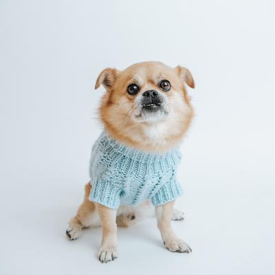 Show full view: Sassy Woof Cable Knit Dog Sweater, Light Blue, Large slide 6 of 9