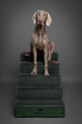 Noah & Paw 5 Step Leather Dog Stairs