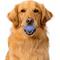Show in main carousel: Playology Blueberry Scented Dual Layer Ball Dog Toy, Jumbo slide 3 of 6
