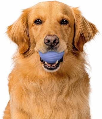 Show full view: Playology Blueberry Scented Dual Layer Ball Dog Toy, Jumbo slide 3 of 6