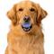 Show in main carousel: Playology Blueberry Scented Squeaky Chew Ball Dog Toy, Medium slide 3 of 6