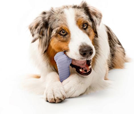 Show full view: Playology Lamb Scented Dual Layer Bone Dog Toy, Jumbo, 1 count slide 3 of 6