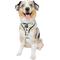 Show in main carousel: Sassy Woof Mickey Mouse Halloween Adjustable Dog Harness, Medium: 18 to 25-in chest slide 5 of 7