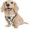 Show in main carousel: Sassy Woof Mickey Mouse Halloween Adjustable Dog Harness, X-Small: 14 to 19-in chest slide 5 of 7