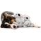 Show in main carousel: FuzzYard Christmas Coco Koala Dog Toy, Small, Grey slide 4 of 5