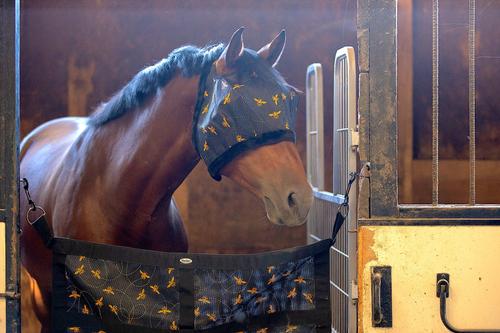 Show full view: Mackey Equine Accessories Bee Mine Horse Stall Guard, Black/Yellow slide 8 of 9