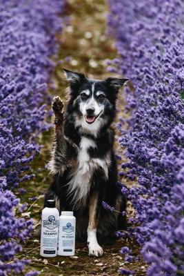 Show full view: Barn Dog All Natural Dog Dry Shampoo, 16-fl oz bottle slide 8 of 10