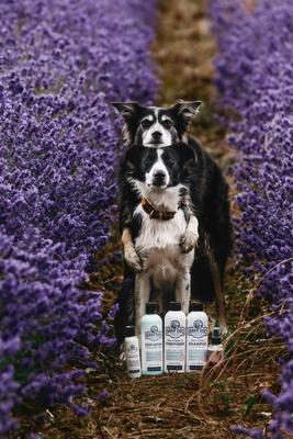 Show full view: Barn Dog Skin Lotion Dog Skin Irritation Treatment Lotion, 16-fl oz bottle slide 10 of 10