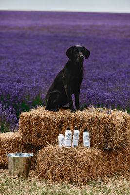 Show full view: Barn Dog Skin Lotion Dog Skin Irritation Treatment Lotion, 16-fl oz bottle slide 8 of 10