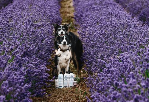 Show full view: Barn Dog Skin Lotion Dog Skin Irritation Treatment Lotion, 16-fl oz bottle slide 9 of 10