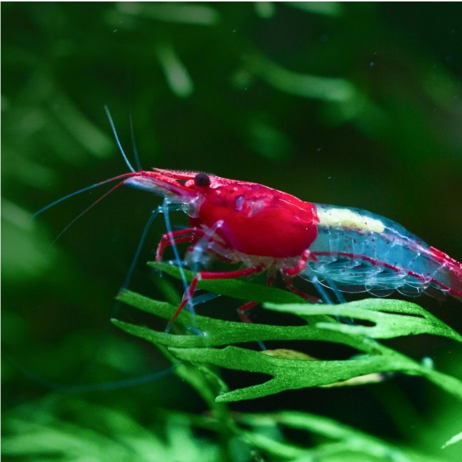 Aquarium & Fish Tank Supplies Chewy