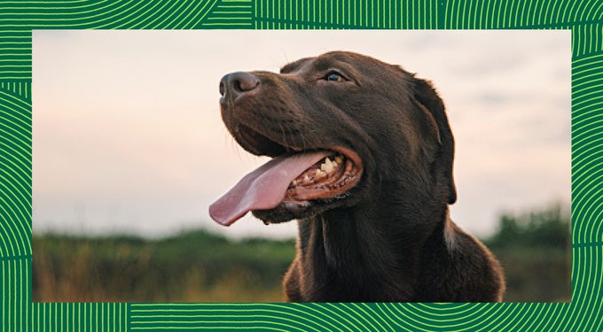 Nutro Crunchy with Real Mixed Berries Dog Treats