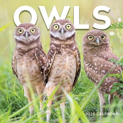 Show full view: 2026 Owls Wall Calendar slide 4 of 5