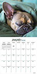 2026 Dog Dreams Wall Calendar