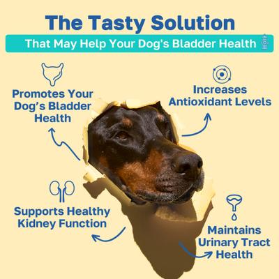 Show full view: Happy Paws Bladder Health Soft Chews Supplement for Dogs, 100 count slide 3 of 10