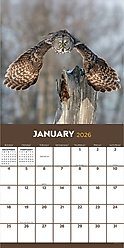 2026 Owls Wall Calendar
