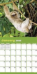 2026 Sloths Wall Calendar