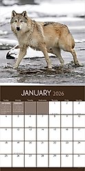 2026 Wolves Wall Calendar