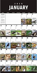 2026 Birds: Backyard & Beyond Wall Calendar
