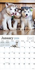 2026 Puppies Wall Calendar