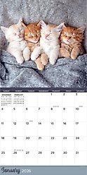 2026 Cat Dreams Wall Calendar