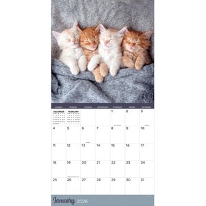 2026 Cat-A-Day Wall Calendar