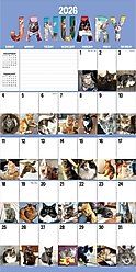 2026 Cat-A-Day Wall Calendar