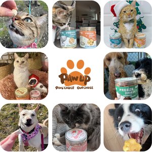 Pawup Freeze-Dried Quail Egg Yolk Pumpkin Flavor Dog & Cat Treats, 3.5-oz jar