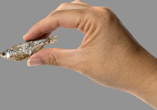 Show full view: King Lou Whole Minnows Freeze-Dried Dog Treats, 2.5-oz bag slide 5 of 8