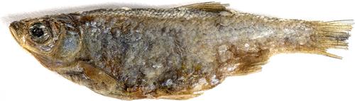 Show full view: King Lou Whole Minnows Freeze-Dried Dog Treats, 2.5-oz bag slide 4 of 8