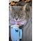 Show in main carousel: PUPROAR Kitty Cup Tumbler Catnip Cat Toy, Chambray Blue slide 3 of 8